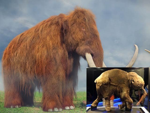 دس ہزار سال قبل ناپید ہوجانے والے میمتھ کو ایشیائی ہاتھیوں کے ذریعے کلون کیا جائے گا۔ (فوٹو: آرون ٹیم بحوالہ گیٹی امیجز)